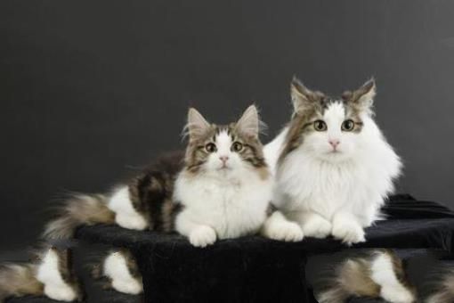 史上最萌的猫咪排行榜，苏格兰折耳猫大眼萌坏了