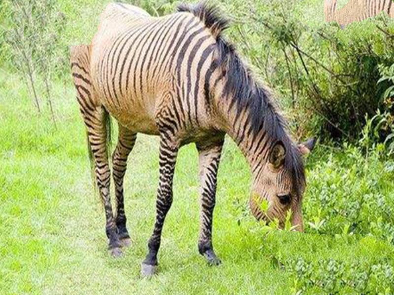 世界十大罕见杂交动物 狮虎兽上榜 原来北极熊并不全是白的