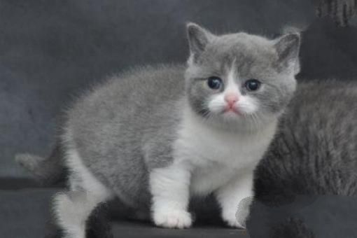 世界十大最名贵猫排行榜 波斯猫上榜，第一价格高达80万人民币