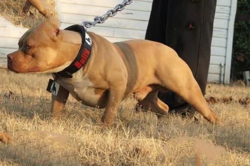 世界十大禁养猛犬排行榜 藏獒只能排第五