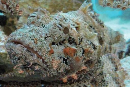海洋十大毒物排行榜,这些深海最毒生物你都见过吗？