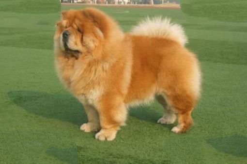 最护主的狗狗排行 拉布拉多犬上榜，第一是中国本土犬种