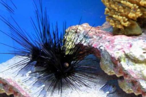 十大最危险的海洋生物 鸡心螺上榜，第五是世界上最毒的螃蟹