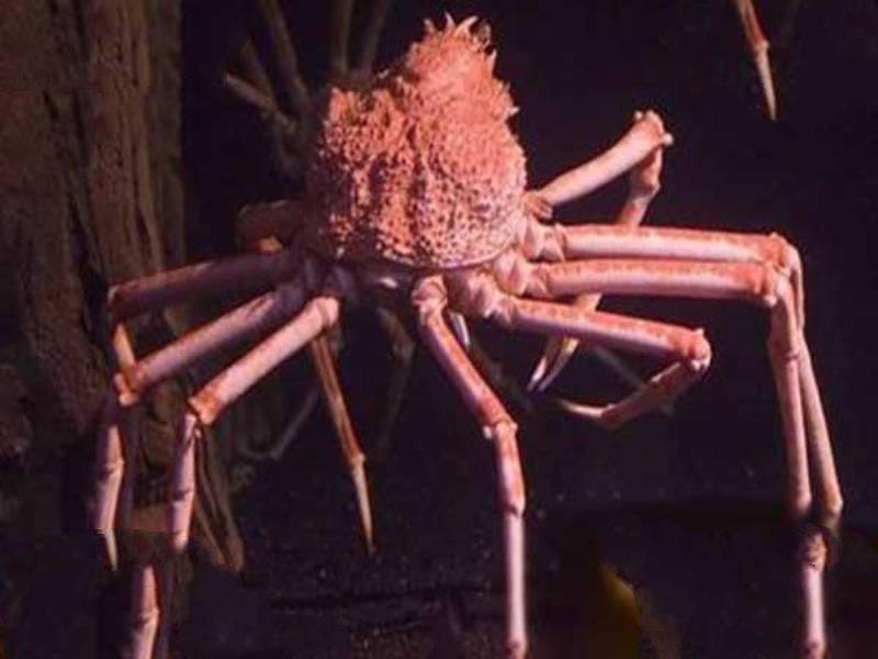 世界十大怪异的海洋生物 五彩鳗外表绚丽雌雄同体