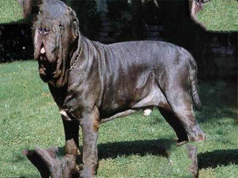 世界十大恶犬 加纳利犬致人死亡次数最多，第三竟然是国宝