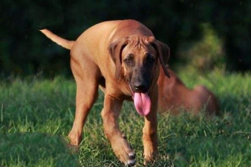 世界十大最好的狩猎犬 法老王猎犬上榜，第三也可作为伴侣犬