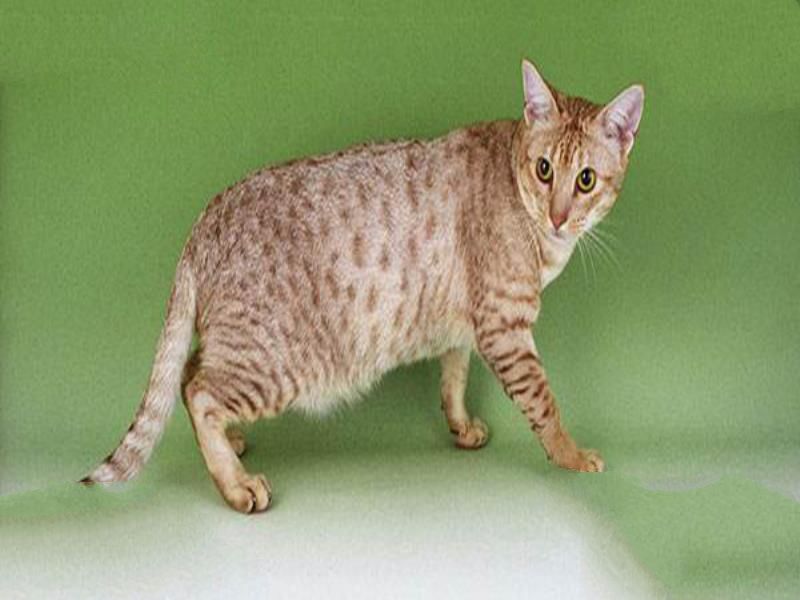 世界十大最不掉毛的猫 斯芬克斯猫是猫毛过敏者的首选
