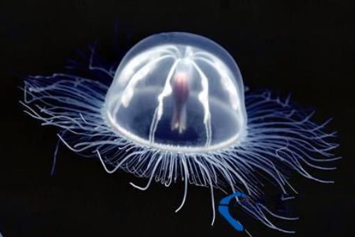 世界上最透明的生物：丑却很难忘