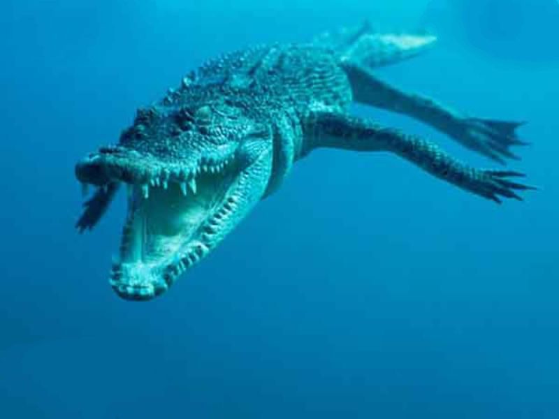 世界上最凶猛的海洋生物：湾鳄上榜  鲨鱼类最凶猛