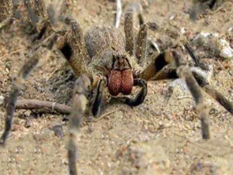 世界毒性最强的十大生物 锥形蜗牛一滴毒液能致死20位成年人