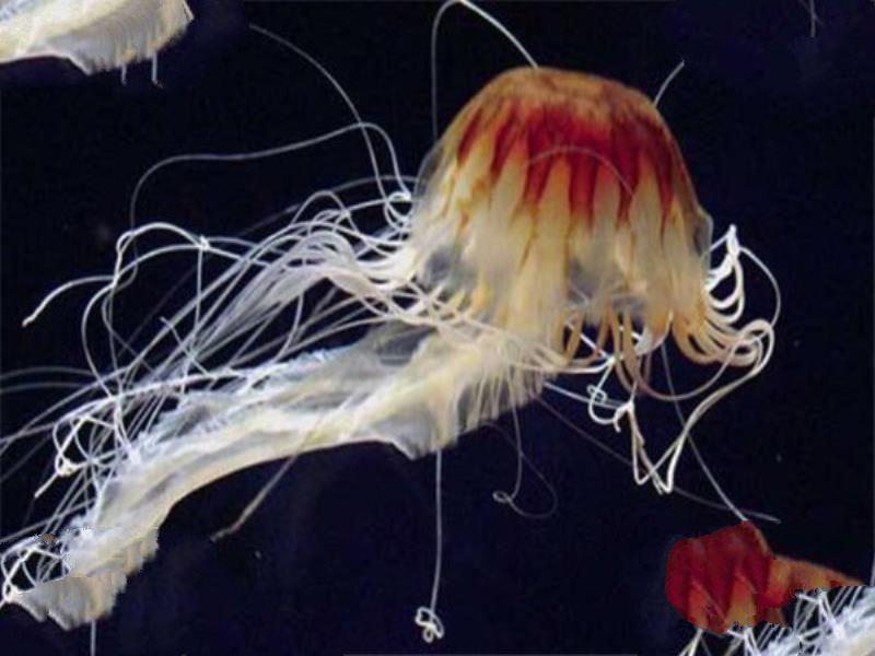 世界十大剧毒水母 澳洲方水母无疑上榜，你认识哪几个