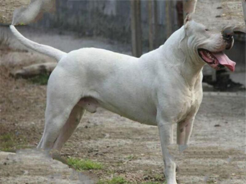 世界十大凶犬最新排名 第七被称为杀人犬，建议最好别养