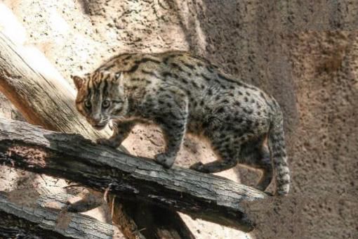 世界10大最凶悍喵星人 豹猫上榜，第九也被称为“黄虎”
