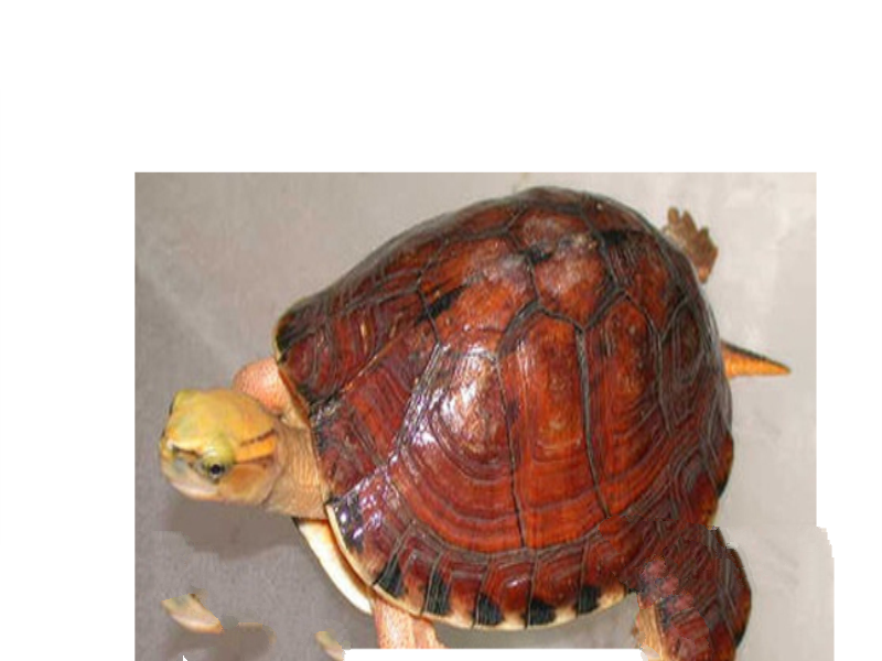 什么乌龟最名贵？盘点中国十大名贵乌龟