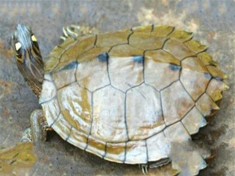 世界十大厉害龟 八角龟能让猎物血流不止,第五能把木船咬粉碎