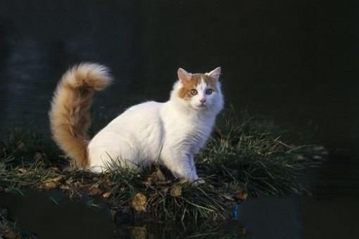 世界十大最名贵猫排行榜 最名贵猫介绍