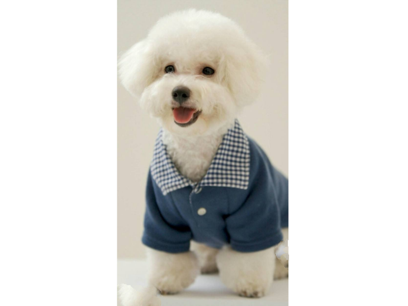 十大世界最可爱的狗排名 博美犬第一，萨摩耶上榜