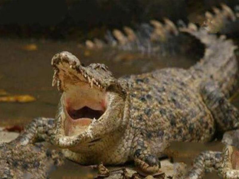 世界上最凶猛的鳄鱼十大排名 美洲鳄上榜，第二被称为“食人鳄”