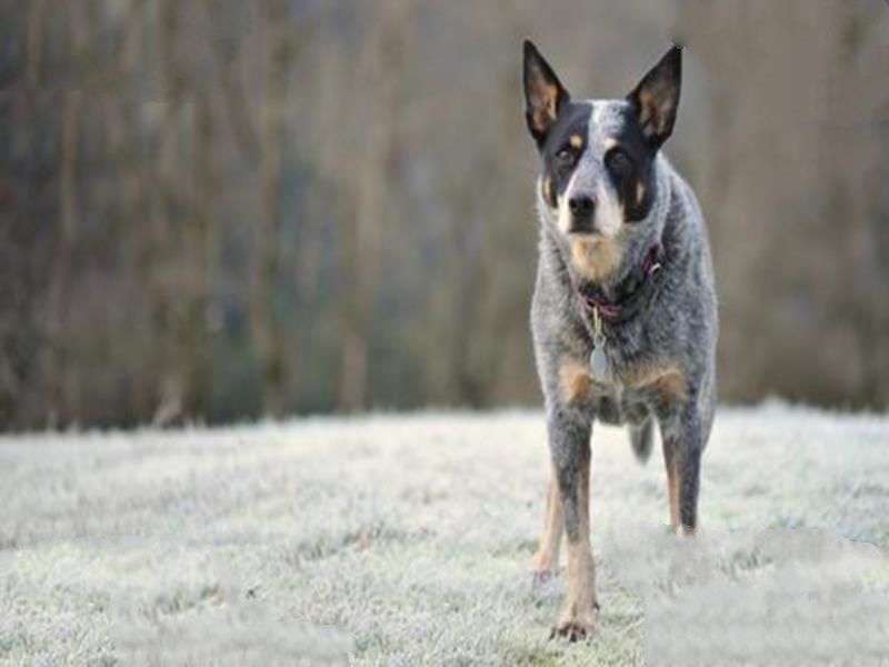 世界十大最易训练的狗 牧羊犬是高智商的代表容易训练