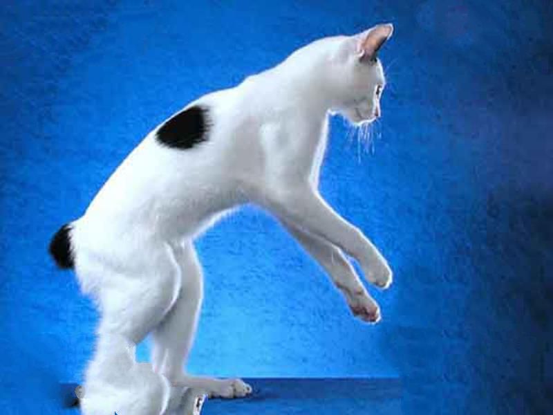 世界十大最奇异的猫：波斯猫颜值高 泰国“白色宝石”上榜