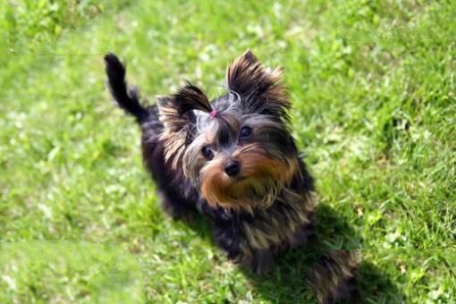 世界上最小的十大狗品种:约克犬可放口袋 吉娃娃最小
