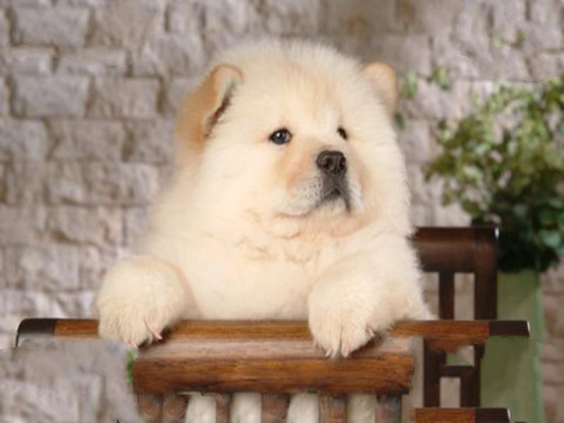 世界十大最粘人的狗 圣伯纳犬依赖人纽芬兰犬性格温和