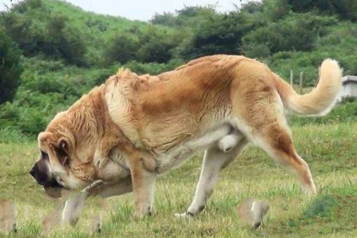 世界上最大的犬排行榜，西班牙獒犬（高100厘米/体重120公斤）