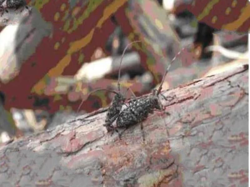 中国十大外来入侵物种，水葫芦仅排第四，第一最为大家所熟知