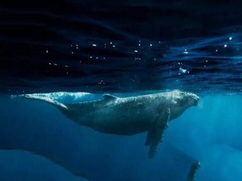 十大携带流感病毒动物 猫、狗上榜，鸡最有可能携带流感病毒
