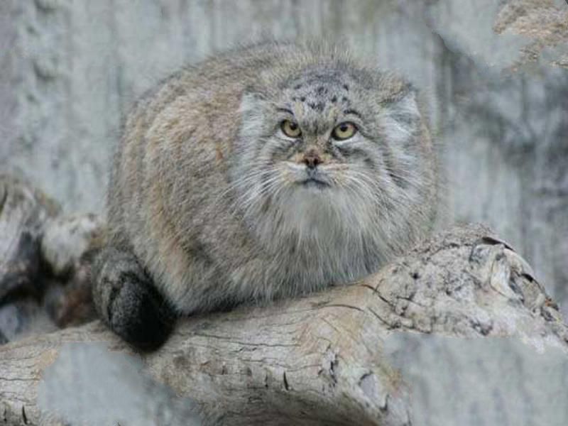 世界十大知名野猫 荒漠猫是中国的特产猫