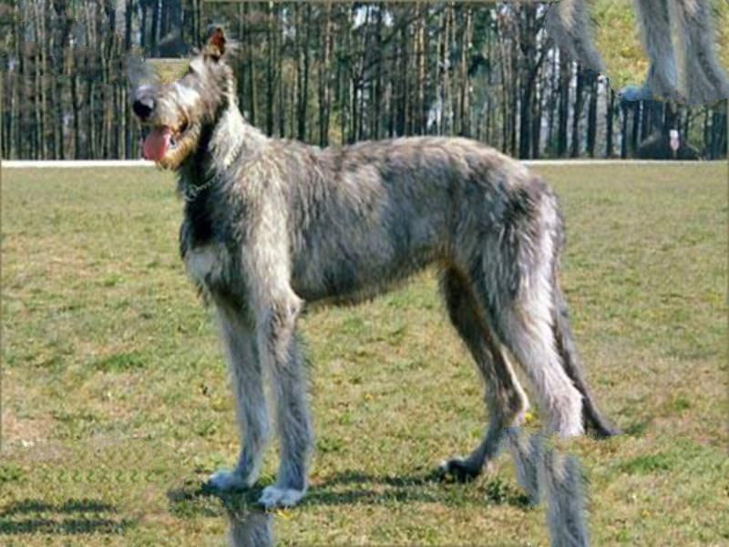 世界十大名犬 藏獒忠心护主对于陌生人有着很强攻击性