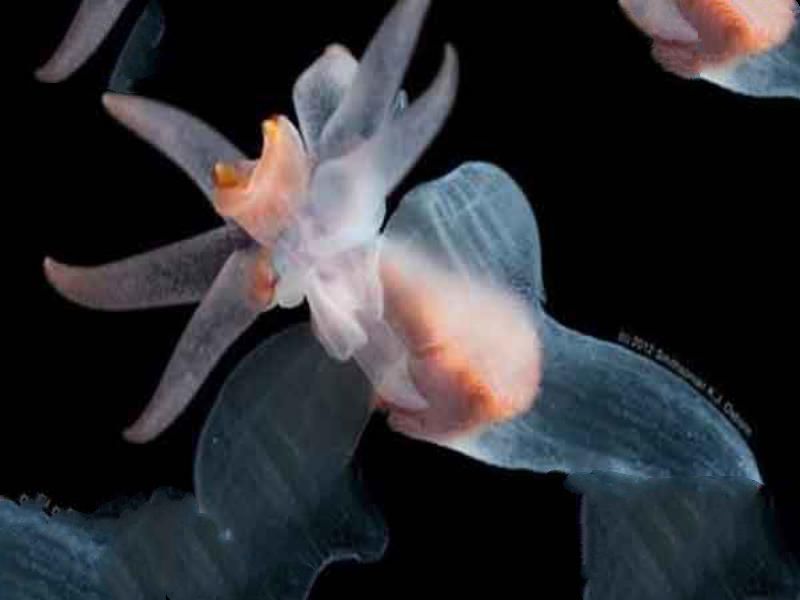 世界上最稀奇的十种生物：梦海鼠上榜 海洋里奇特的生物最多