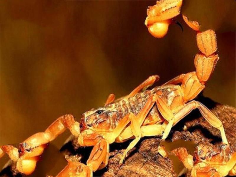世界最毒十大生物 大理石芋螺上榜，石头鱼很善于隐藏