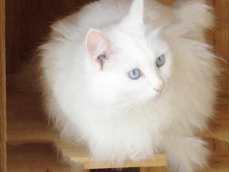 世界十大体格最大的猫 缅因猫体型健壮毛发旺盛