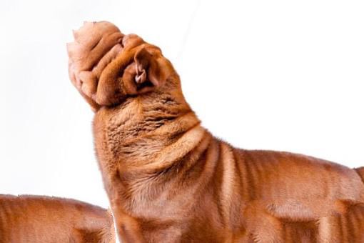十大最难看的犬种 比特犬上榜,第一被称为“杀马特”