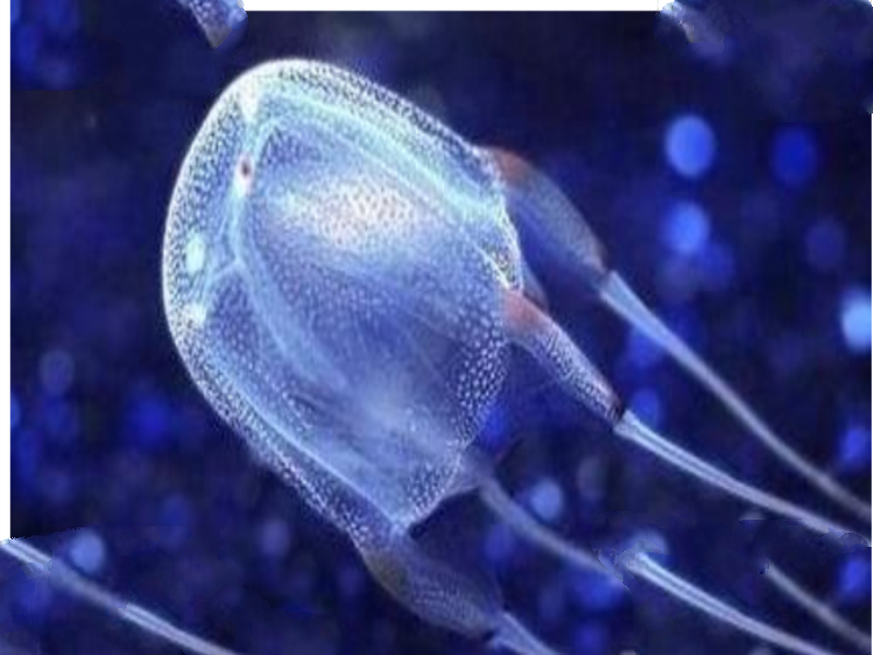 世界十大毒王动物：最毒海黄蜂让人30秒丧命！