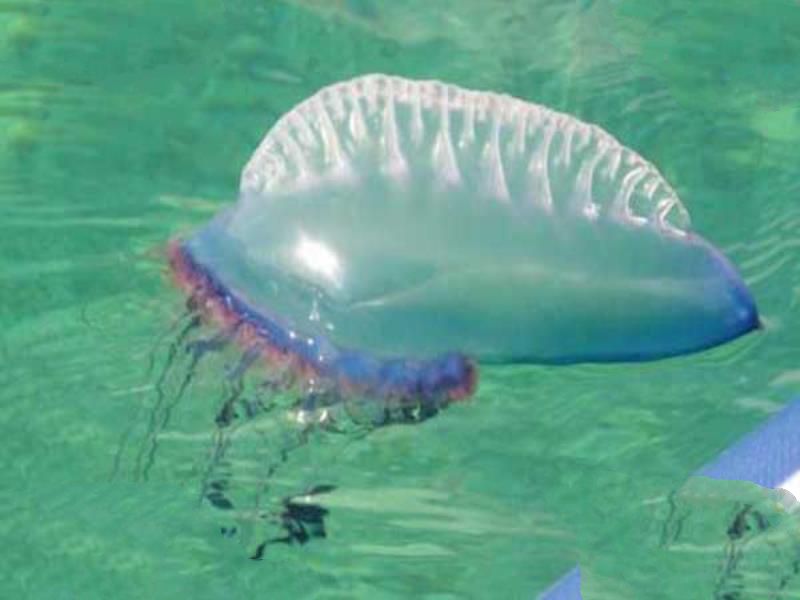 世界上最毒的动物Top10 海黄蜂毒液可以杀死20个人