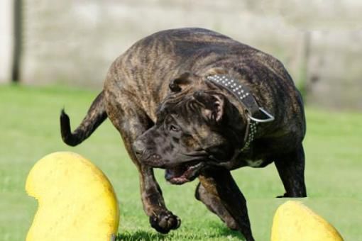 中国十大城市禁养犬，藏獒上榜，第二享有东方斗犬之王美誉