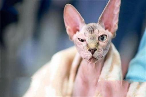 世界上最聪明的猫排行，高智商又粘人的猫主子们