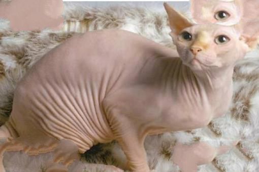 世界上十大最聪明的猫排行榜,加拿大无毛猫登榜首