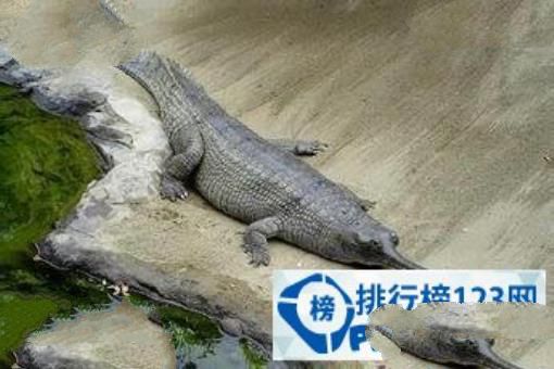 世界上最稀有的动物排行榜