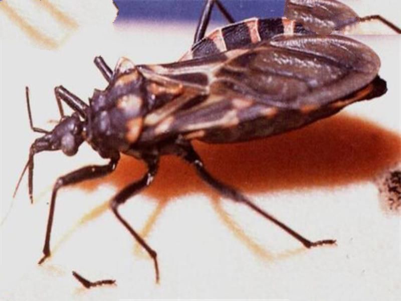 世界十大吸血鬼生物 壶夜蛾会反复叮咬，水蛭在乡村很常见