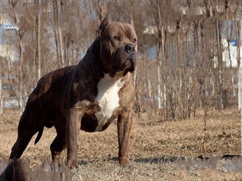 世界上最凶猛的狗排名,比特犬吊打藏獒称霸
