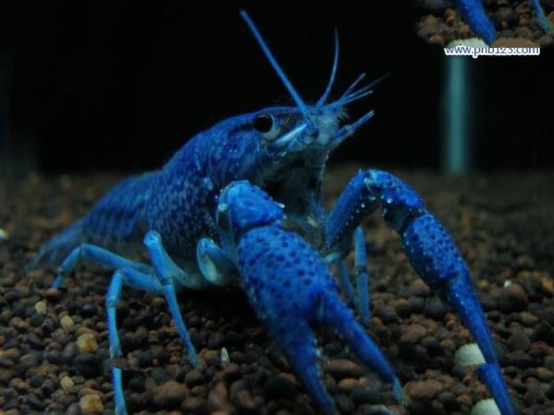 世界上最大的蓝魔虾:长30CM重500克,相当于3只小龙虾(图片)