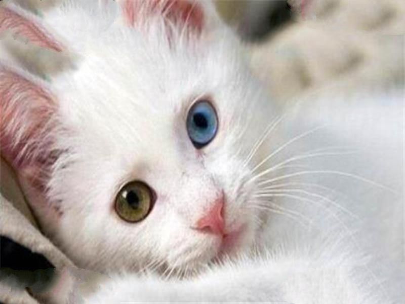 世界十大名猫排行榜 精灵猫全身无毛，第三眼神看着超无辜