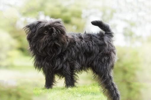 世界上最小的十大狗品种:约克犬可放口袋 吉娃娃最小