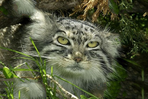 世界上最凶猛的猫科动物，兔狲凶残到什么程度？