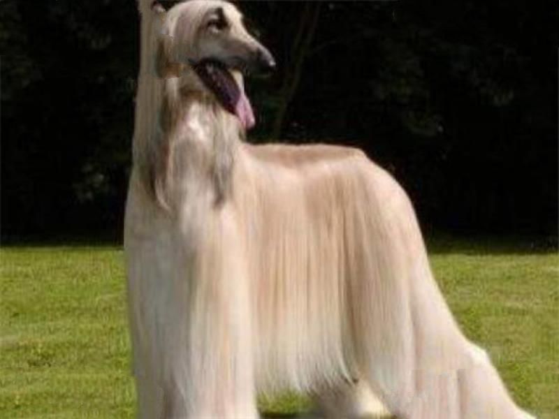 世界十大傻狗排名 哈士奇都没进前三，斗牛犬超凶猛