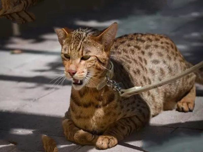 世界最贵的猫排行榜,阿什拉豹猫61万折耳猫英短最便宜