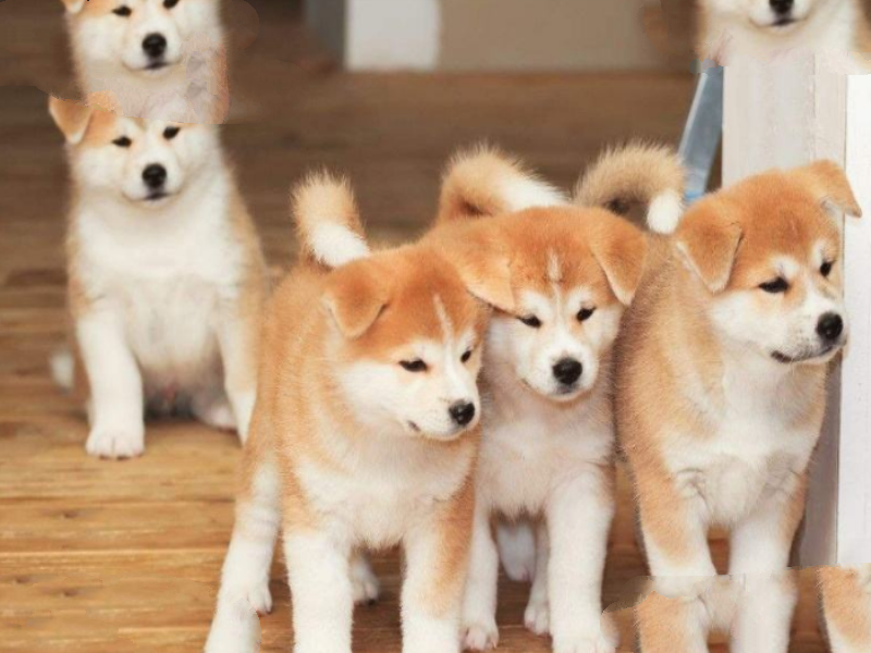 大丹犬
